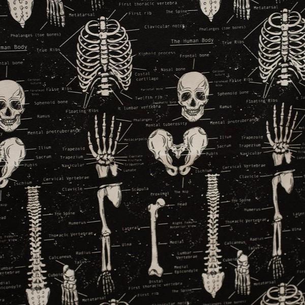 Skeleton Bones